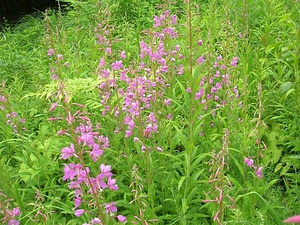 中山風穴地特殊植物群落 なかやまふうけつちとくしゅしょくぶつぐんらく