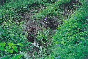 中山風穴地特殊植物群落 なかやまふうけつちとくしゅしょくぶつぐんらく