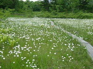 駒止湿原 こまどしつげん