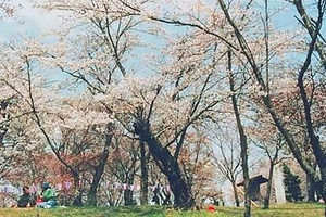 桜川のサクラ