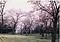 桜川のサクラ
