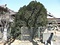 華蔵寺のキンモクセイ