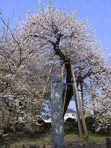 石戸蒲ザクラ