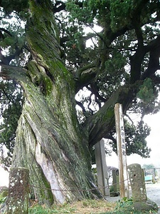 城願寺のビャクシン じょうがんじのびゃくしん