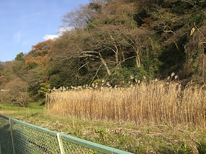 鶴岡八幡宮境内 つるがおかはちまんぐうけいだい