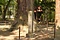 天神社の大スギ
