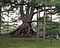 兼六園