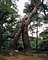 兼六園