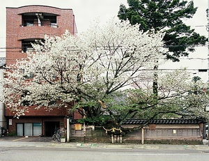 松月寺のサクラ