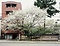 松月寺のサクラ
