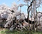 山高神代ザクラ