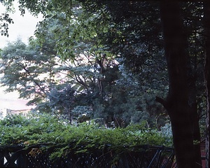 山ノ神のフジ