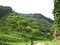 小野のシダレグリ自生地