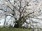 素桜神社の神代ザクラ