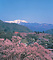 高遠城跡