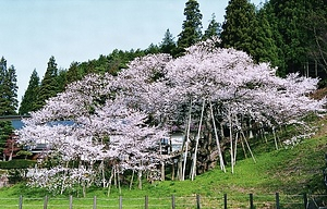 臥竜のサクラ