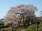 狩宿の下馬ザクラ