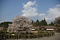 狩宿の下馬ザクラ