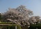 狩宿の下馬ザクラ