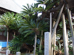 能満寺のソテツ のうまんじのそてつ