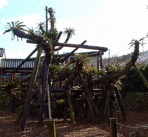 新町の大ソテツ しんまちのおおそてつ