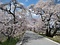 木曽川堤（サクラ）