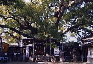 薫蓋クス