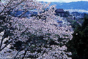 吉野山 よしのやま