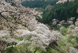 吉野山 よしのやま
