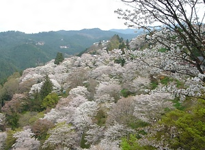 吉野山 よしのやま