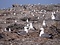 経島ウミネコ繁殖地