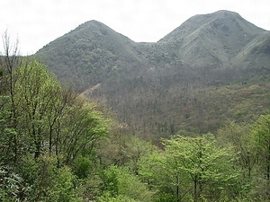 三瓶山自然林