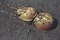 カブトガニ繁殖地