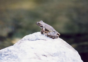 南桑カジカガエル生息地 なぐわかじかがえるせいそくち