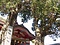 八幡神社のイブキ