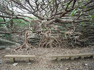 室戸岬亜熱帯性樹林及海岸植物群落 むろとみさきあねったいせいじゅりんおよびかいがんしょくぶつぐんらく