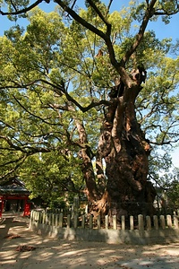 湯蓋の森（クス）衣掛の森（クス） ゆぶたのもり（くす）きぬかけのもり（くす）
