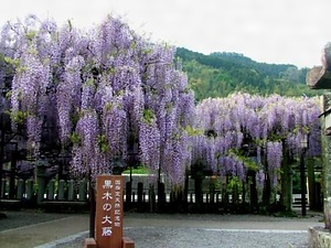 黒木のフジ