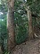 立花山クスノキ原始林