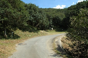 千石山サザンカ自生北限地帯