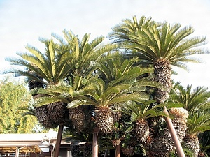 大野下の大ソテツ