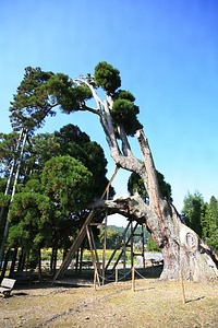 阿弥陀スギ あみだすぎ