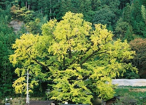 下の城のイチョウ しものじょうのいちょう