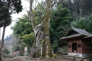 竹の熊の大ケヤキ