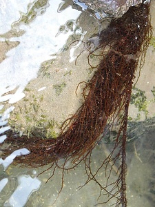 菊池川のチスジノリ発生地