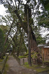 妻のクス つまのくす