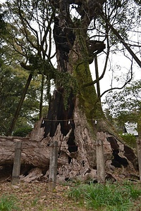 妻のクス つまのくす