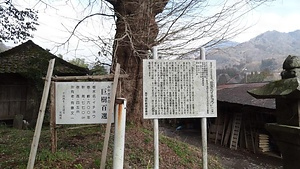 田原のイチョウ たばるのいちょう