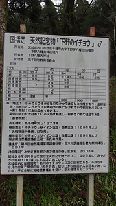 下野八幡宮のイチョウ しものはちまんぐうのいちょう