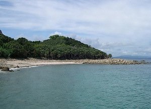 枇榔島亜熱帯性植物群落 びろうじまあねったいせいしょくぶつぐんらく
